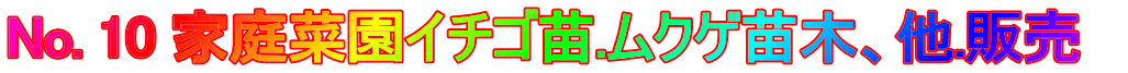 No. 10 家庭菜園イチゴ苗.ムクゲ苗木、他.販売　